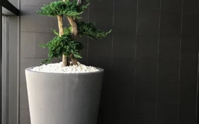 Les bonsaïs stabilisés d’intérieur : l’alliance parfaite entre l’art et la nature