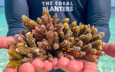 Aux côtés de l’association The Coral Planters pour redonner vie aux récifs coralliens