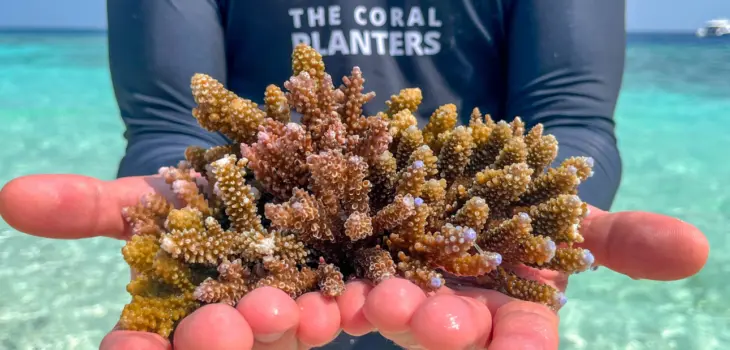 Aux côtés de l’association The Coral Planters pour redonner vie aux récifs coralliens
