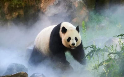 Aux côtés du WWF, L’ère Végétale contribue à la protection de la biodiversité