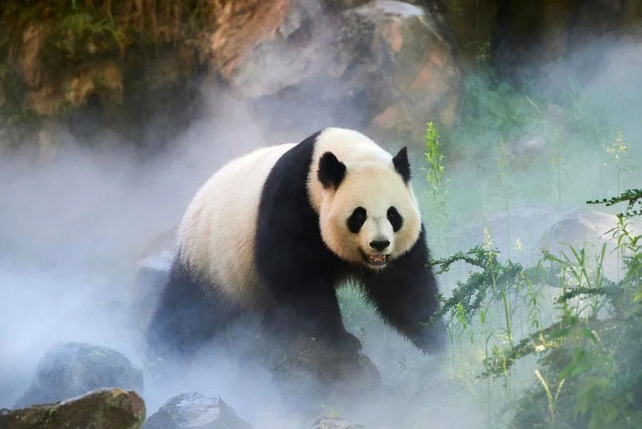 Aux côtés du WWF, L’ère Végétale contribue à la protection de la biodiversité