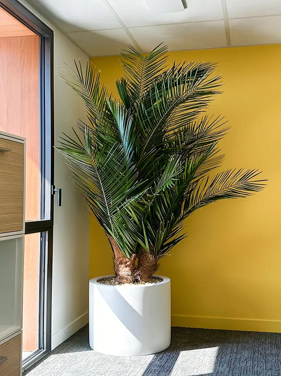 palmier-interieur-lere-vegetale Palmier d'intérieur