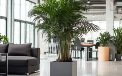 Les palmiers stabilisés pour un espace de travail apaisant