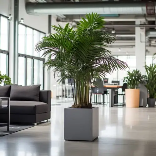 Les palmiers stabilisés pour un espace de travail apaisant