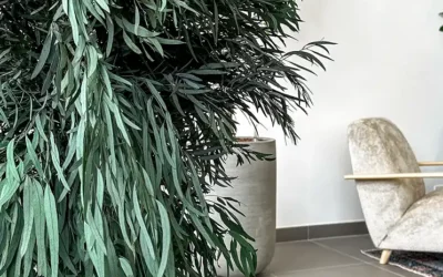 L’eucalyptus stabilisé : une tendance naturelle pour le bien-être au travail
