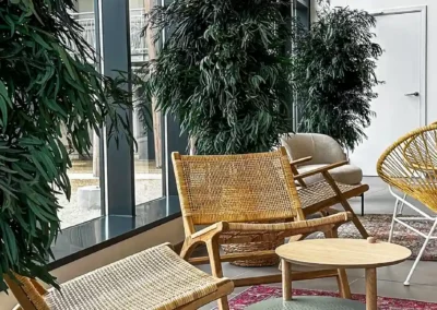 plantes stabilisées d'intérieur