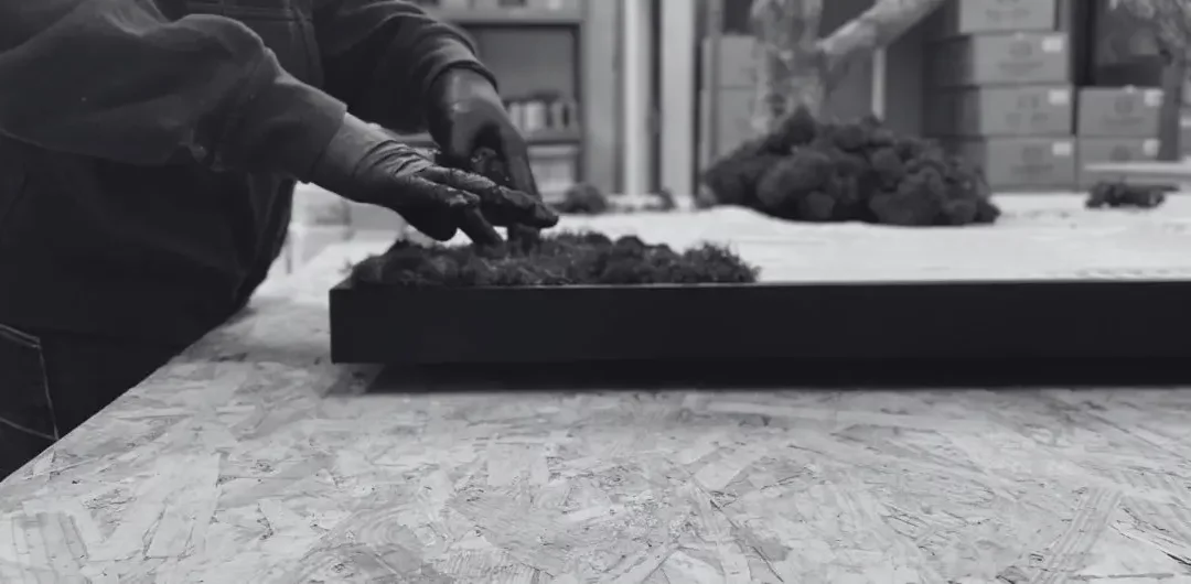 Le savoir-faire de L’ère Végétale dans la fabrication de murs et tableaux végétaux stabilisés