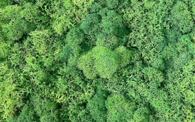 Ambiance Lichen