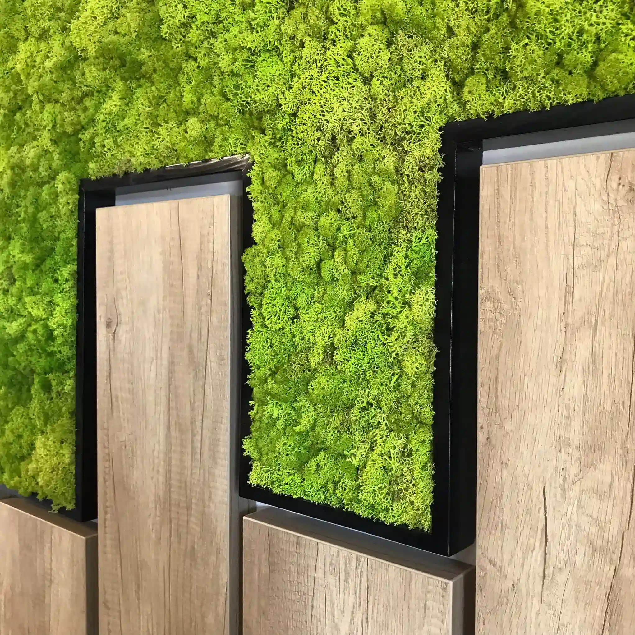 Mur végétal en lichen stabilisé vert entre deux portes en bois