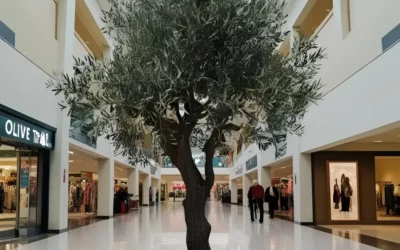 Olivier stabilisé pour un intérieur de magasin : l’atout déco durable et identitaire