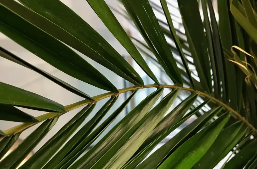 Quelles plantes stabilisées choisir parmi les oliviers, bonsaïs, palmiers et eucalyptus ?