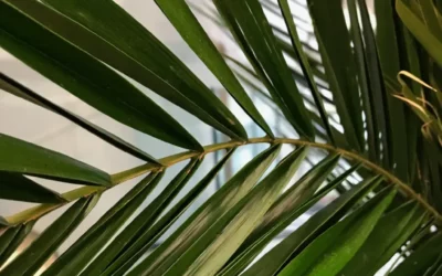 Quelles plantes stabilisées choisir parmi les oliviers, bonsaïs, palmiers et eucalyptus ?