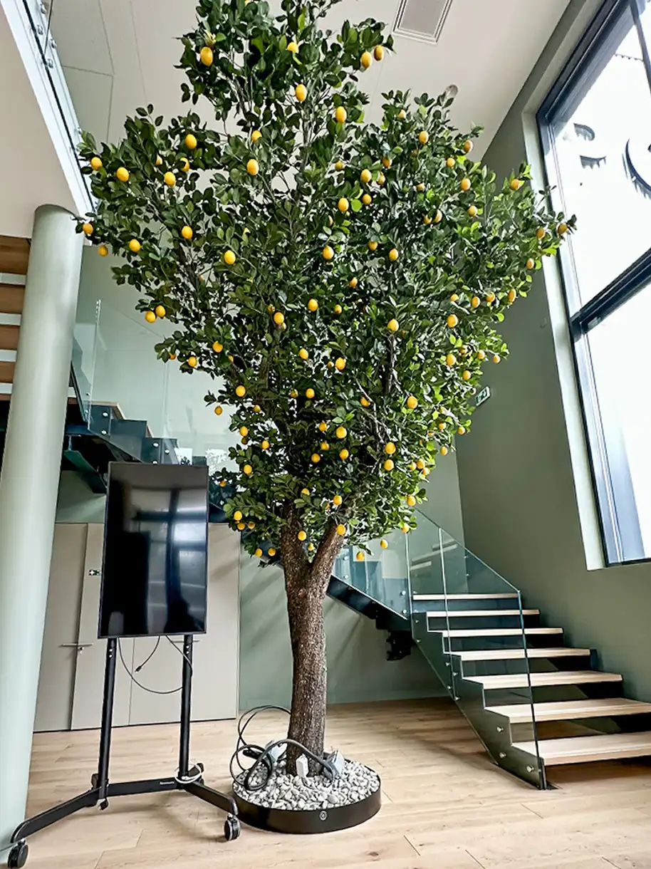 citronnier stabilisé pour intérieur