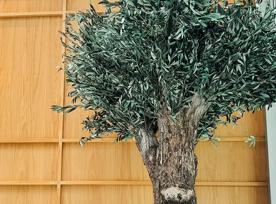 Arbre d&rsquo;intérieur : le guide complet pour choisir et intégrer un arbre dans votre espace